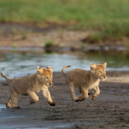 Africa Safari South Serengeti Ndutu Ngorongoro Sinoni Екстериор снимка