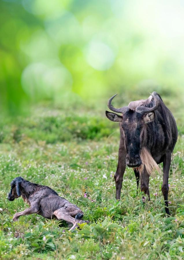 Africa Safari South Serengeti Ndutu Ngorongoro Sinoni Екстериор снимка
