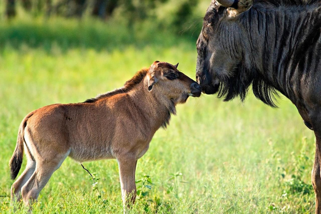 Africa Safari South Serengeti Ndutu Ngorongoro Sinoni Екстериор снимка