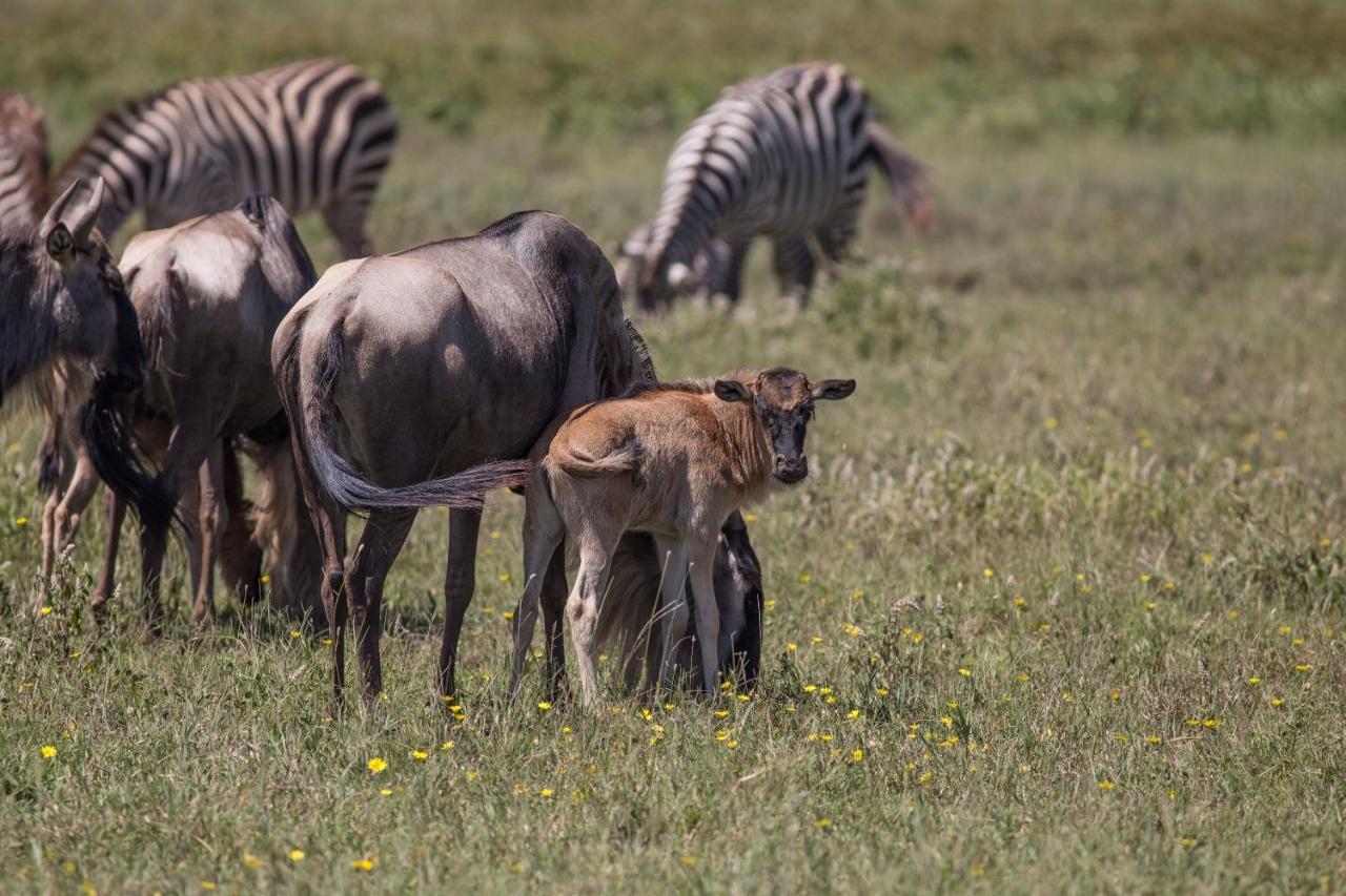 Africa Safari South Serengeti Ndutu Ngorongoro Sinoni Екстериор снимка