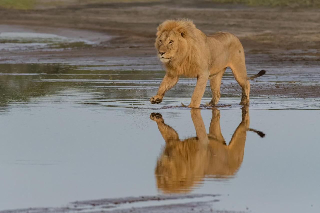 Africa Safari South Serengeti Ndutu Ngorongoro Sinoni Екстериор снимка