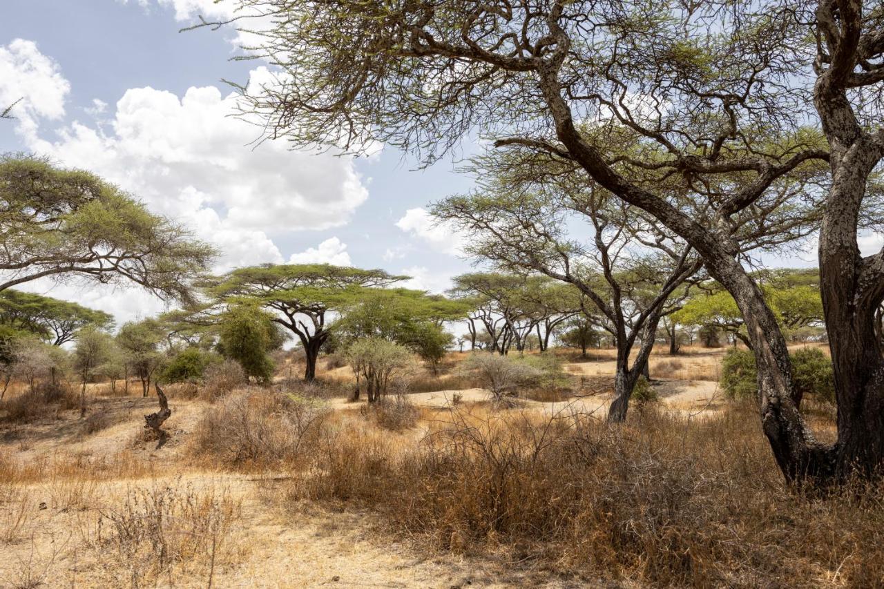 Africa Safari South Serengeti Ndutu Ngorongoro Sinoni Екстериор снимка